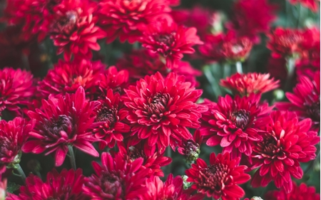 Picture for category Flowers