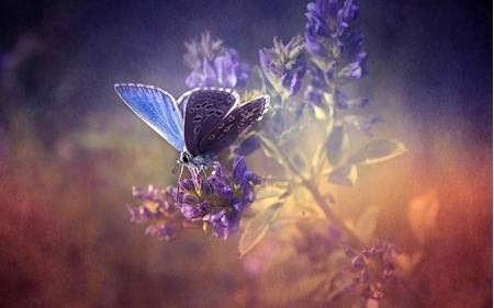 Picture for category Butterflies