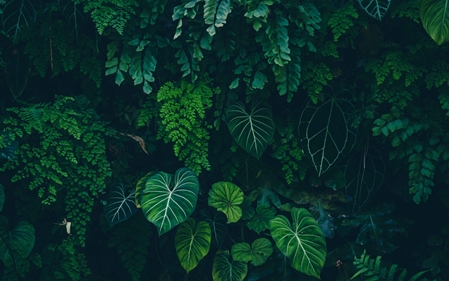 Picture for category Leaves & Feathers